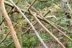 Survival Training